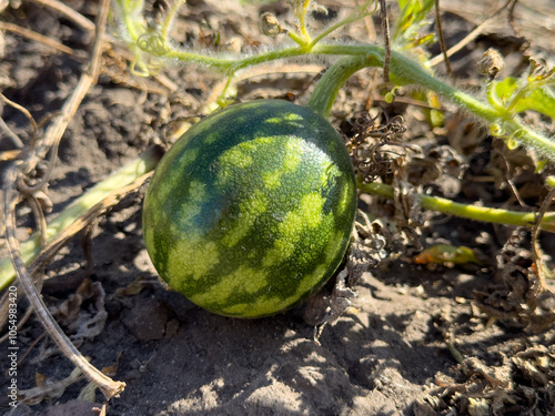 A small green watermelon sits on the ground photo