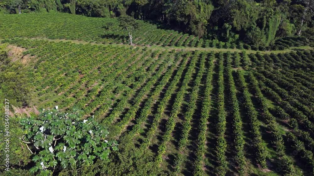 Grapefruit Farm in rural area of Dominican Republic. Sunny day in fall season. Slow aerial top down shot. Grapefruit Farm in rural area of Dominican Republic. Sunny day in fall season. Slow aerial top down shot.