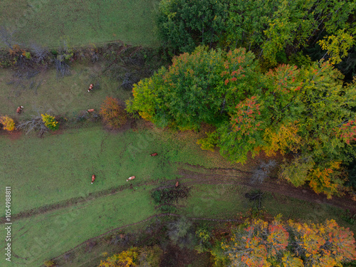 Colorful Autumn Leaves in the Green Background Photo, Artvin Turkiye (Turkey) photo