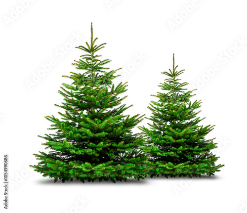 Tannebäume freigestellt auf weißem Hintergrund
