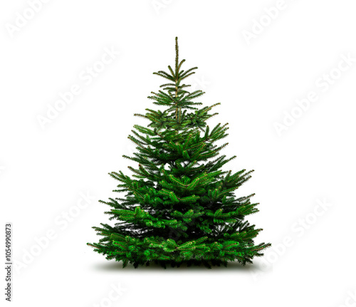 Tannebaum freigestellt auf weißem Hintergrund