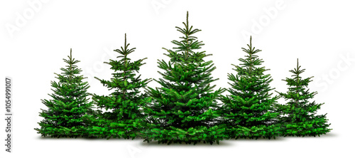 Tannebäume freigestellt auf weißem Hintergrund