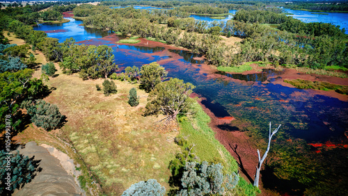 Azolla filiculoides bloom in the water of Lake Mulwala photo