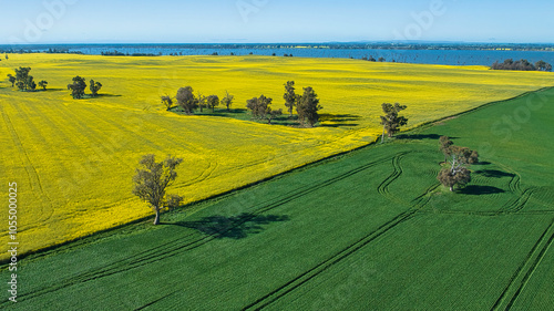 Foto Vast rural landscape with vibrant yellow canola and green fields near Lake Mulwa