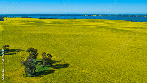 View of rolling canola fields with Lake Mulwala beyond photo