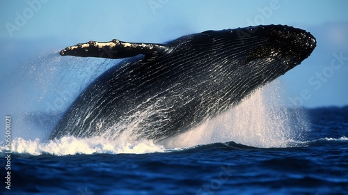 Humpback Whale Breaching in the Ocean