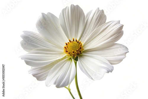 White cosmos flower isolated on white background with clipping path and depth of field effect photo