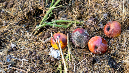 Quadro su tela A pile of apples and a few rotten apples on the ground