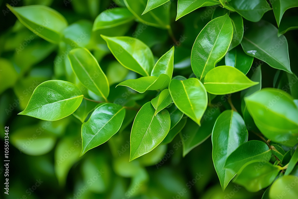 Fototapeta premium Close up nature view of green leaves background