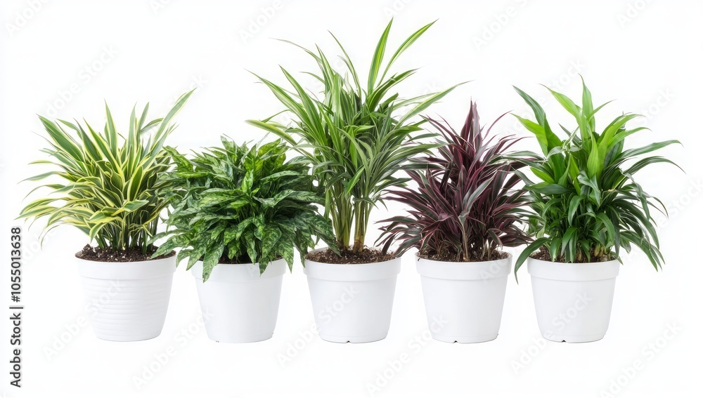 Fototapeta premium Stunning Collection of Potted Houseplants