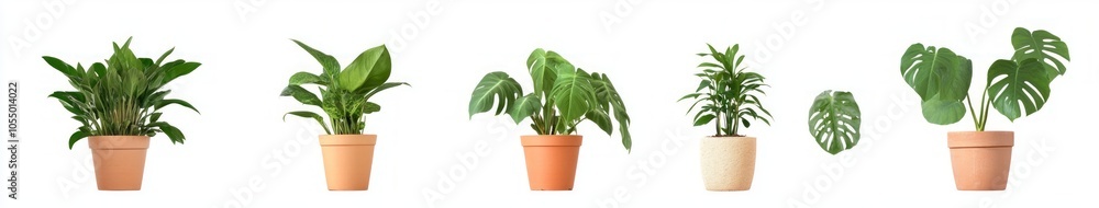Stunning Indoor Plants in Terracotta Pots Stunning Indoor Plants in Terracotta Pots