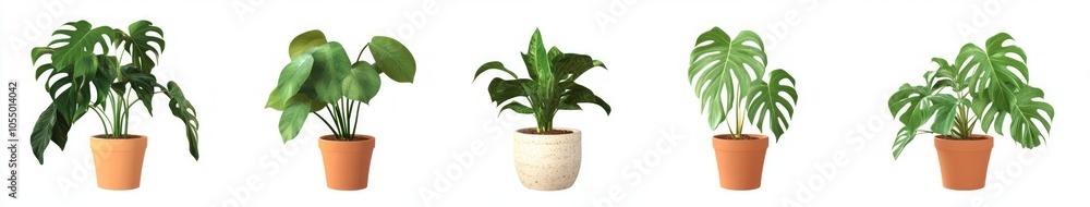 Fototapeta premium Stunning Indoor Plants in Pots