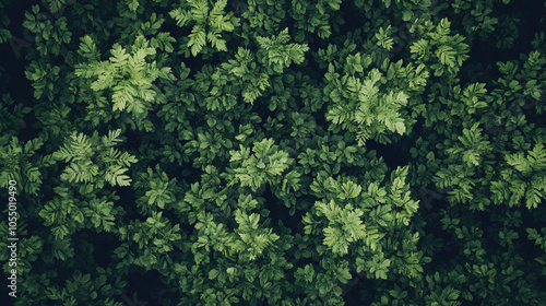 Lush green forest with trees of various sizes. The trees are densely packed and the leaves are a vibrant shade of green