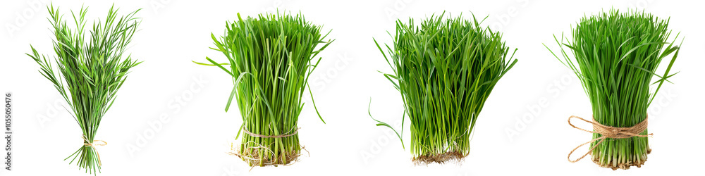 Collection of Green grasses isolated on white or transparent background Collection of Green grasses isolated on white or transparent background