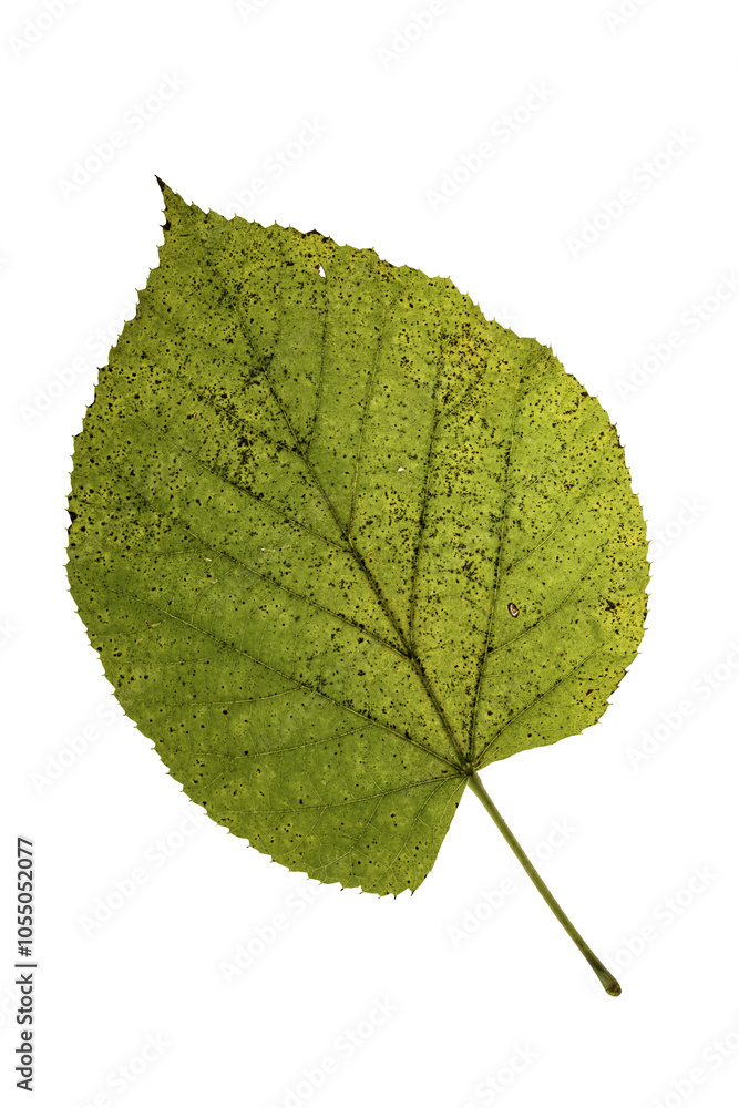 autumn leaf autumn leaf