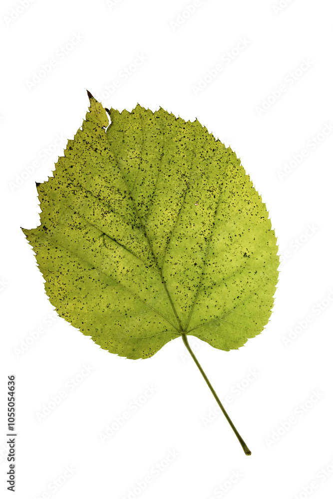 autumn leaf autumn leaf