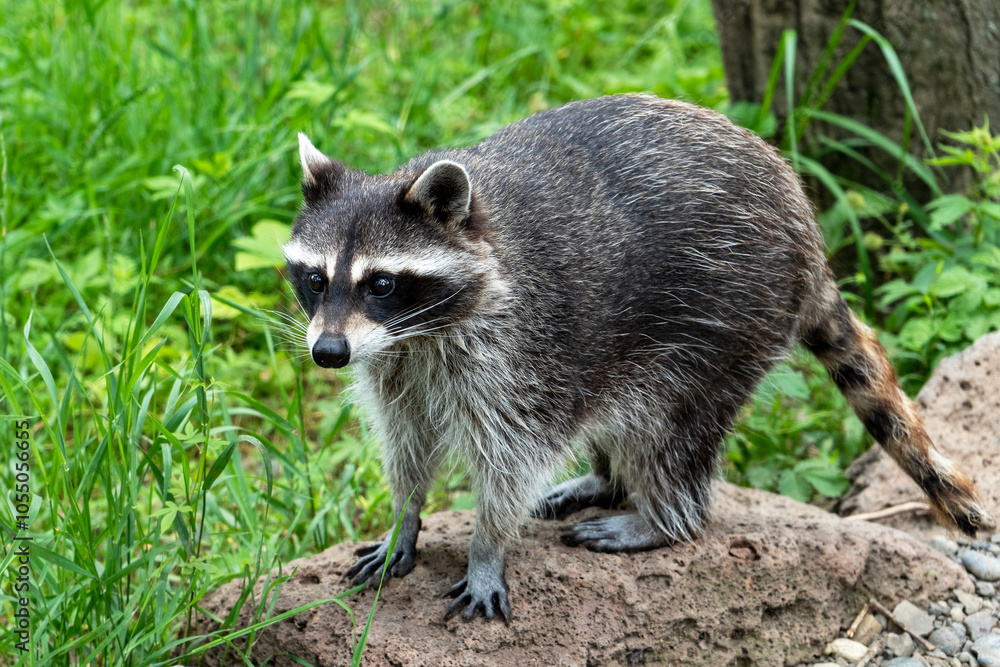 A raccoon stands on a rock amidst vibrant greenery, curiously observing its surroundings under bright daylight. The animal appears alert, showcasing its characteristic features. A raccoon stands on a rock amidst vibrant greenery, curiously observing its surroundings under bright daylight. The animal appears alert, showcasing its characteristic features.