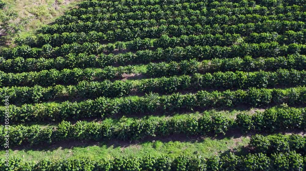 Grapefruit farm, Ocoa in Dominican Republic. Aerial drone view Grapefruit farm, Ocoa in Dominican Republic. Aerial drone view