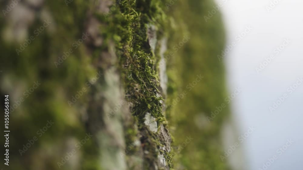 Macro shot of a branch with bark and moss Macro shot of a branch with bark and moss