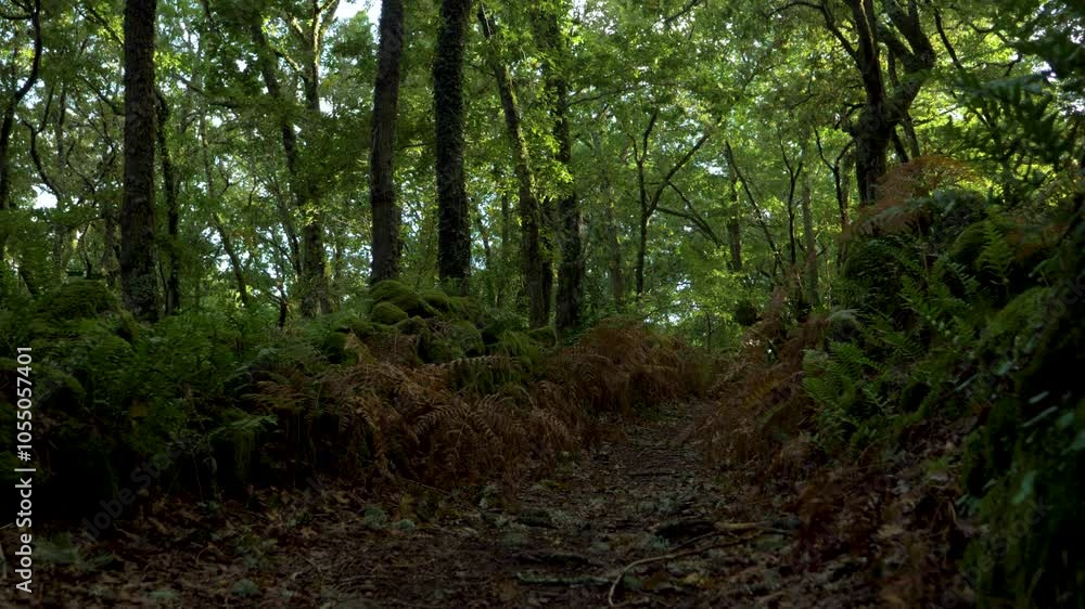 Low handheld static view of Galician vegetated forest walkway path in Ourense Spain Low handheld static view of Galician vegetated forest walkway path in Ourense Spain