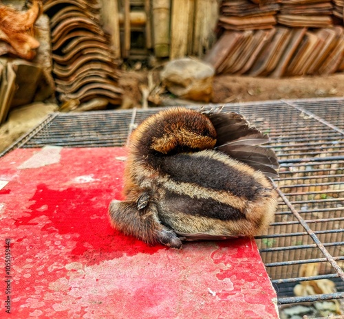 A chick is lying on a piece of red cardboard. The cardboard is on top of the cage