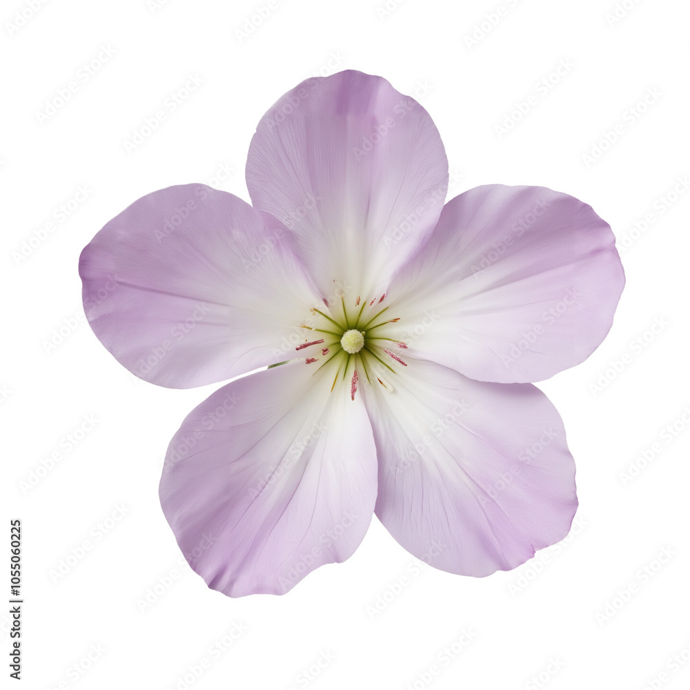 Delicate Lavender Flower with Petals Radiating Soft Shades. Delicate Lavender Flower with Petals Radiating Soft Shades.