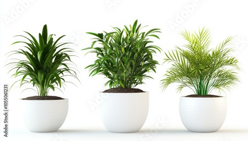 Three Potted Plants in Elegant White Pots