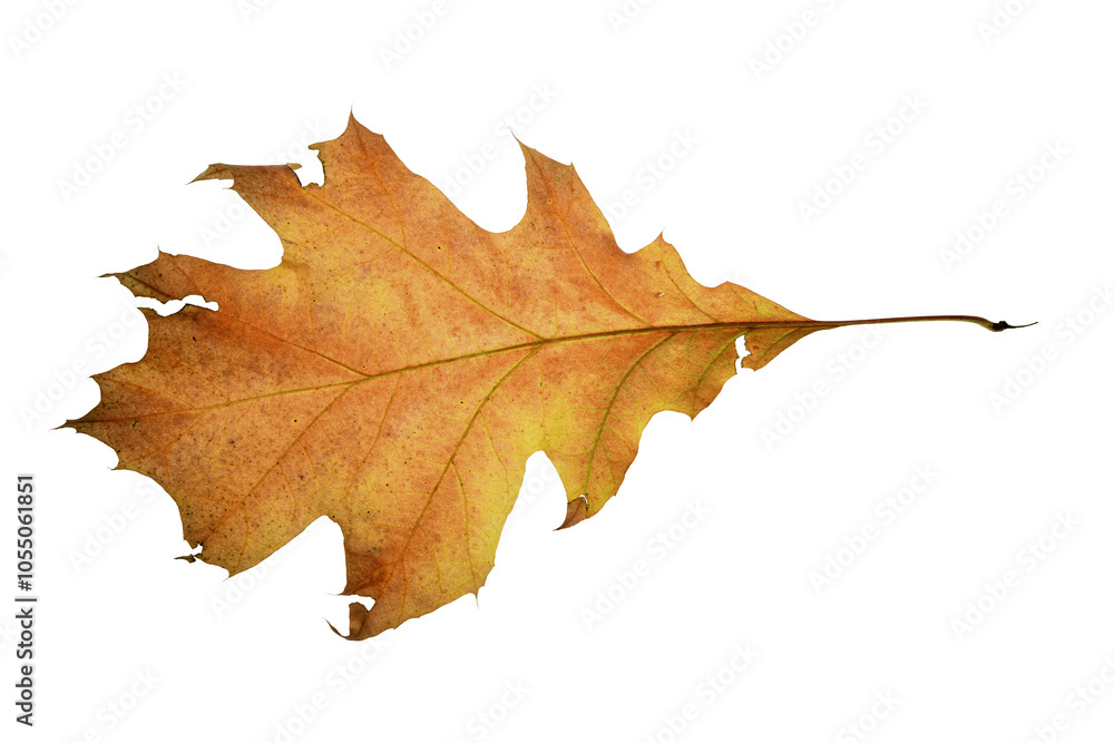 Fototapeta premium autumn leaf