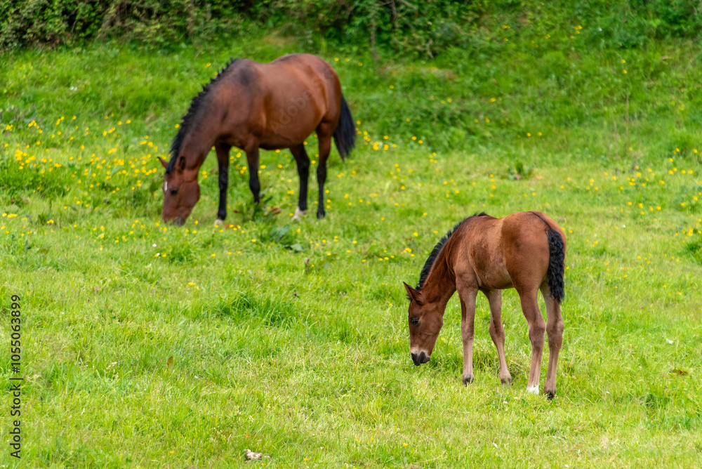 A brown mare and her foal gently grazing on lush green grass in a peaceful meadow, surrounded by wildflowers and nature A brown mare and her foal gently grazing on lush green grass in a peaceful meadow, surrounded by wildflowers and nature