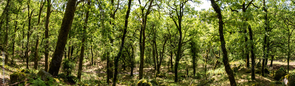 Picturesque panoramic forest landscape in the cross-border national park Peneda-Geres, Portugal Picturesque panoramic forest landscape in the cross-border national park Peneda-Geres, Portugal