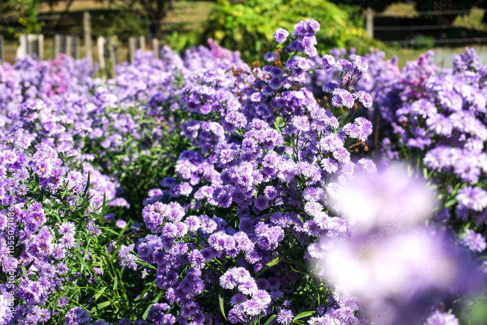 Obraz premium flowers in the garden