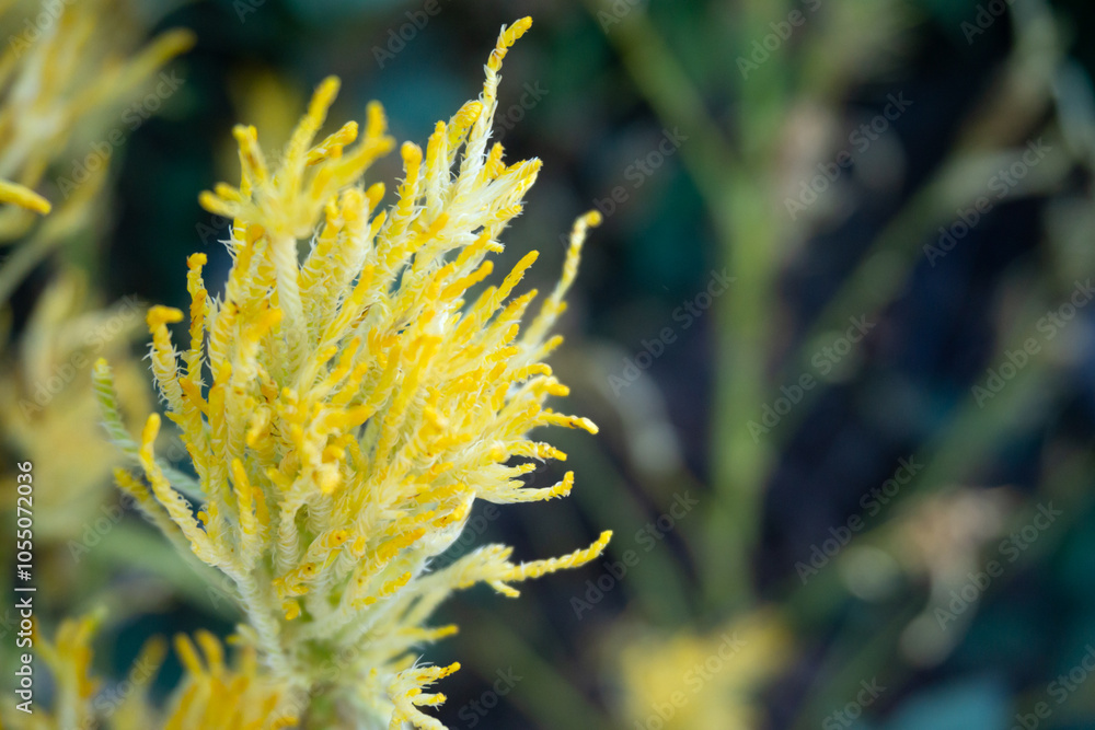 A bright yellow bouquet of Cockscomb flowers (*Celosia argentea*), featuring their signature velvety texture and unique, striking shape. Perfect for floral arrangements, nature-inspired designs. A bright yellow bouquet of Cockscomb flowers (*Celosia argentea*), featuring their signature velvety texture and unique, striking shape. Perfect for floral arrangements, nature-inspired designs.