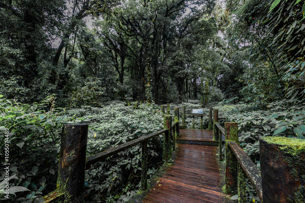 Obraz premium The natural background on the top of a high mountain, the cold air and fog covering the various trees, the richness of the rainforest, always makes travelers stop by to study the route.