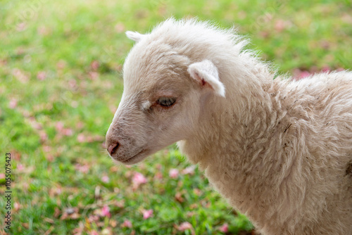 A young lamb Grazing on Green Grass in the park of Fundacao Serralves museum in Porto