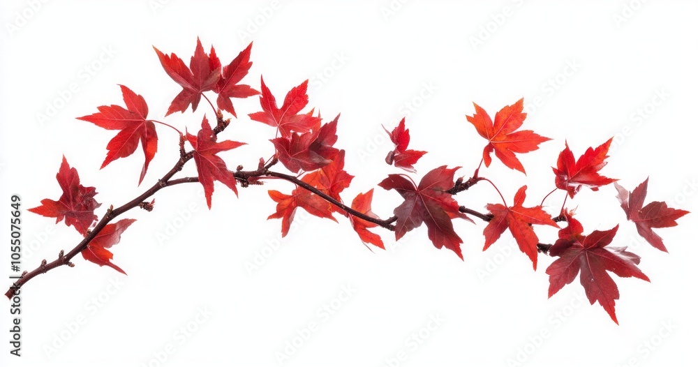 Autumn Maple Branch with Vibrant Red Leaves Autumn Maple Branch with Vibrant Red Leaves
