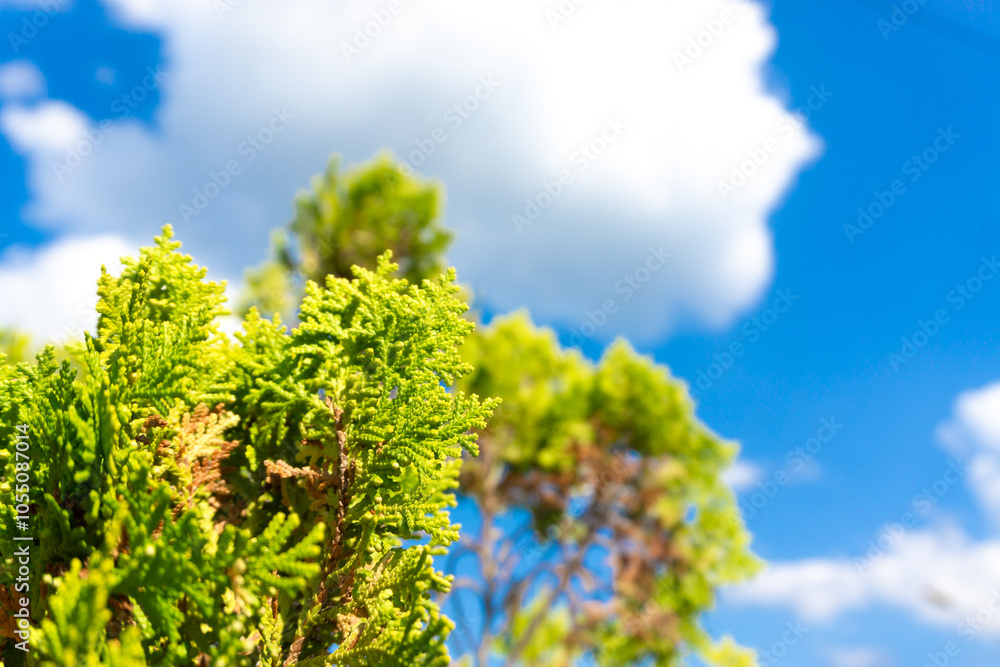 Green leaves against a clear blue sky, showcasing nature's beauty and providing a refreshing, tranquil background. Ideal for concepts of growth, freshness, and environmental themes. Green leaves against a clear blue sky, showcasing nature's beauty and providing a refreshing, tranquil background. Ideal for concepts of growth, freshness, and environmental themes.