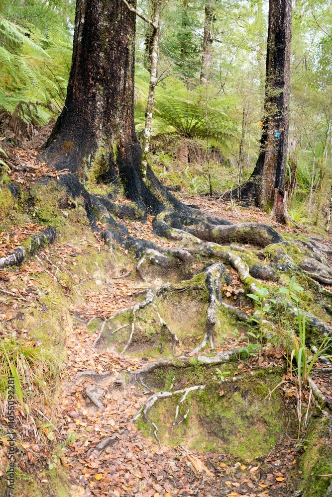 Forest Path with Tree Trunk Covered in Black Fungus: Natural Woodland Scene Forest Path with Tree Trunk Covered in Black Fungus: Natural Woodland Scene