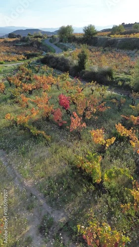 Aerial view of vineyards in autumn in the La Rioja appellation region of Spain.