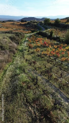 Aerial view of vineyards in autumn in the La Rioja appellation region of Spain.