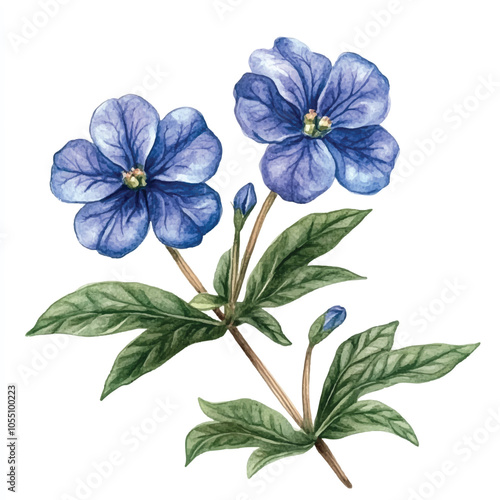 veronica flower watercolor clipart illustration