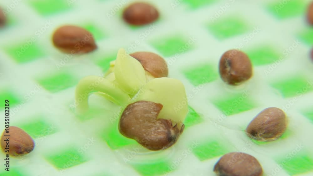 Super time lapse and extreme close up of exposed radish seed germinating after soaked on meshed micro green tray or container placed in controlled grow lighting conditions against white background Super time lapse and extreme close up of exposed radish seed germinating after soaked on meshed micro green tray or container placed in controlled grow lighting conditions against white background