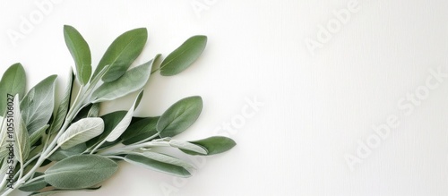 A white backdrop featuring a decorative sage leaf in one corner leaving space for copying images