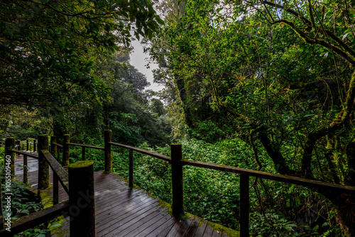 The natural background on the top of a high mountain, the cold air and fog covering the various trees, the richness of the rainforest, always makes travelers stop by to study the route.