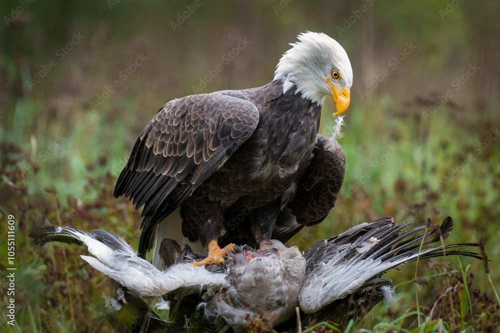 Obraz premium Bald eagle with prey in a field.