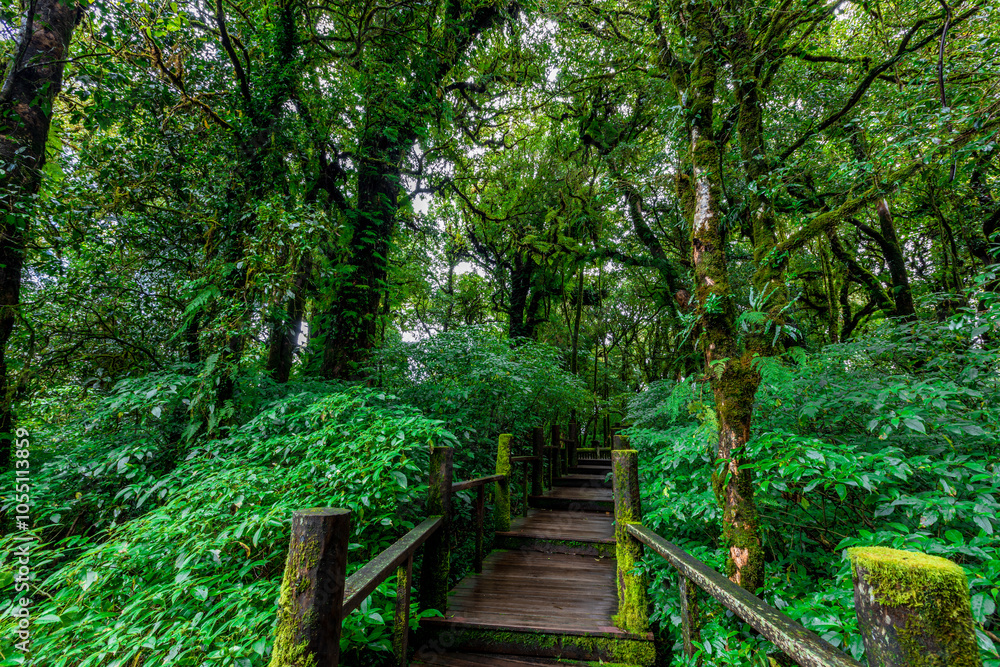 The natural background on the top of a high mountain, the cold air and fog covering the various trees, the richness of the rainforest, always makes travelers stop by to study the route. The natural background on the top of a high mountain, the cold air and fog covering the various trees, the richness of the rainforest, always makes travelers stop by to study the route.