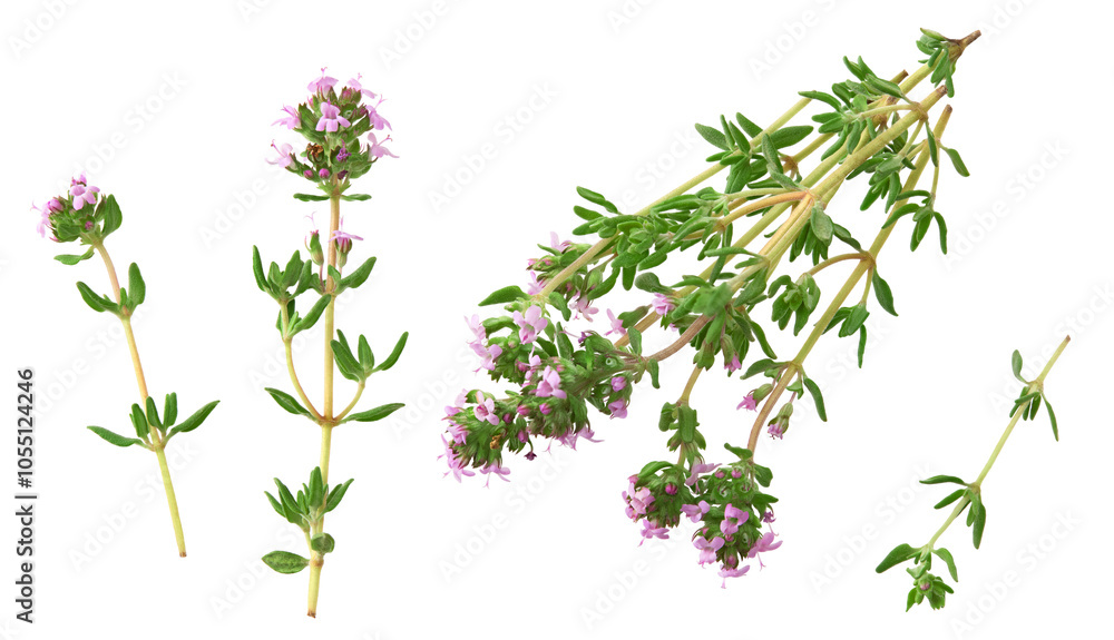 green thyme bunch isolated on white background green thyme bunch isolated on white background