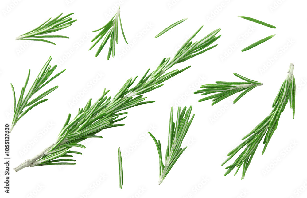 Naklejka premium rosemary branch isolated on white background. Clipping path