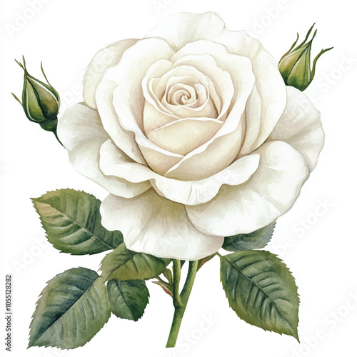 white rose flower watercolor clipart illustration