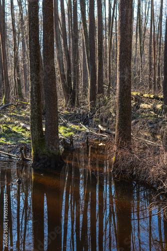 Small lake in the middle of the forest caused by beaver dam