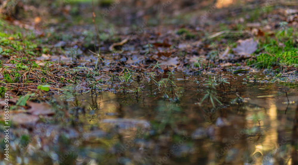 Close-up of a puddle in the forest with small plants growing out of it